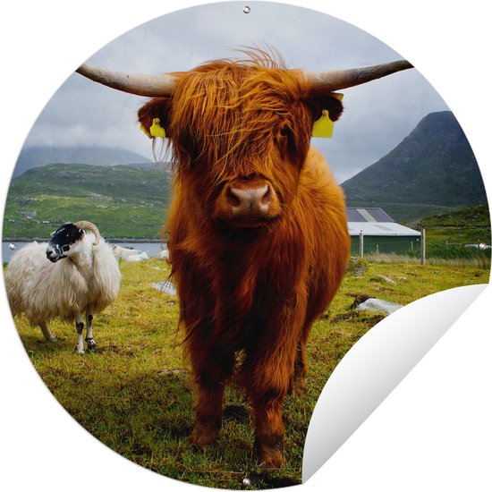 Tuincirkel Schotse hooglander - Licht - Schapen - Tuinposter