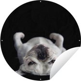 Tuincirkel Bulldog liggend op rug op zwarte achtergrond - 150x150 cm - Ronde Tuinposter - Buiten