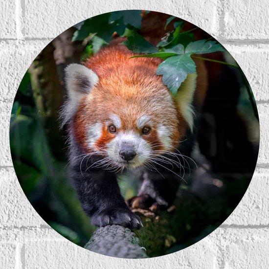 Muursticker Cirkel - Sluipende Rode Panda op Smalle Boomstam - 30x30 cm Foto op Muursticker