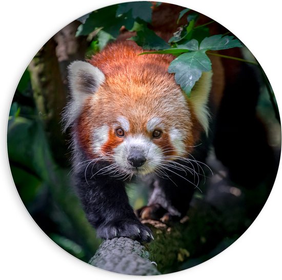 PVC Schuimplaat Muurcirkel - Sluipende Rode Panda op Smalle Boomstam - 90x90 cm Foto op Muurcirkel (met ophangsysteem)