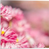 Acrylglas - Roze met Witte Bloempjes in het Bloemenveld - 50x50 cm Foto op Acrylglas (Wanddecoratie op Acrylaat)