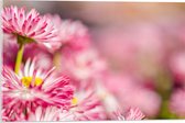 Acrylglas - Roze met Witte Bloempjes in het Bloemenveld - 60x40 cm Foto op Acrylglas (Wanddecoratie op Acrylaat)