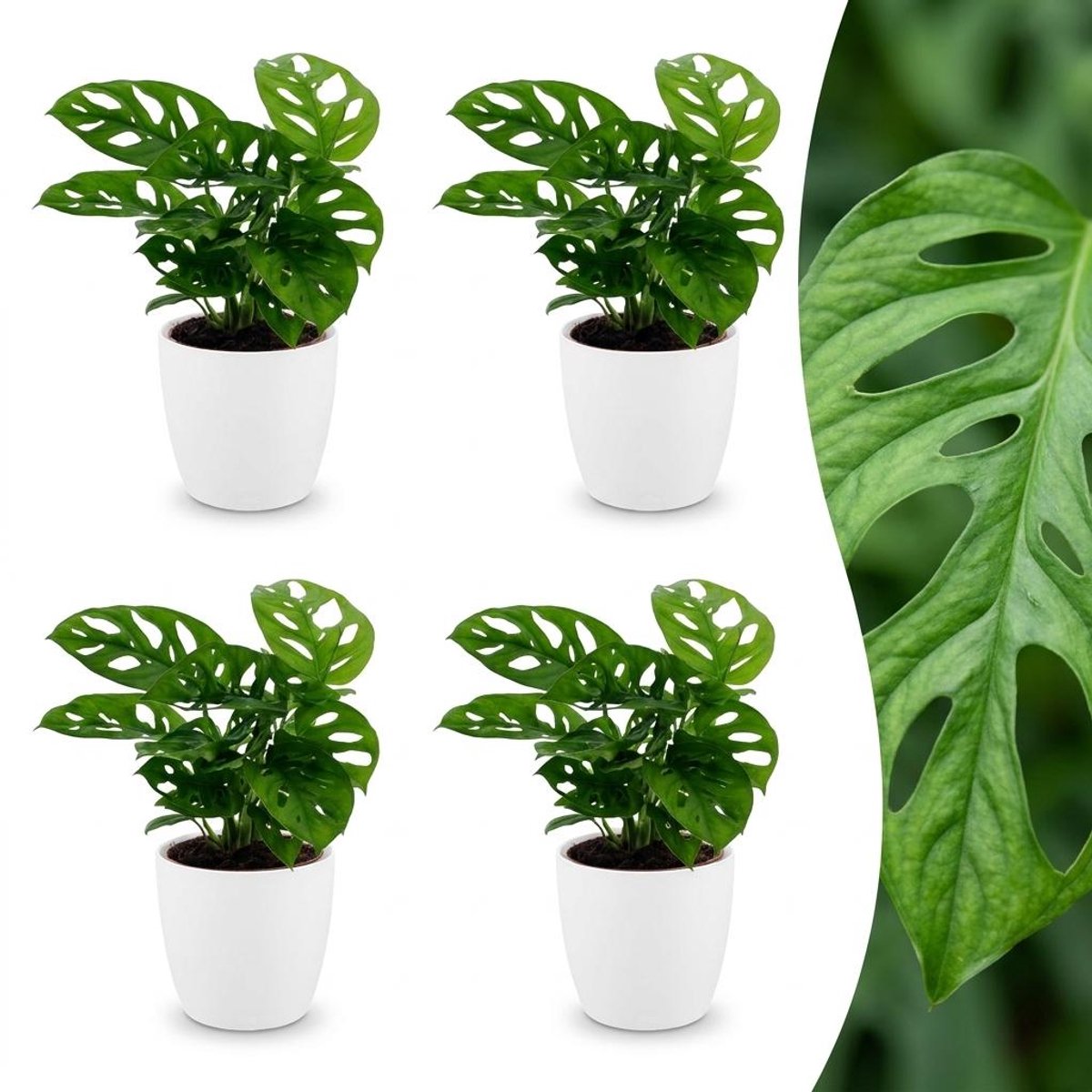 Green boutiQ - Monstera Adansonii - Rhaphidophora Tetrasperma - 4 Planten - met Potter Wit - Pot 12cm - Hoogte - 25cm