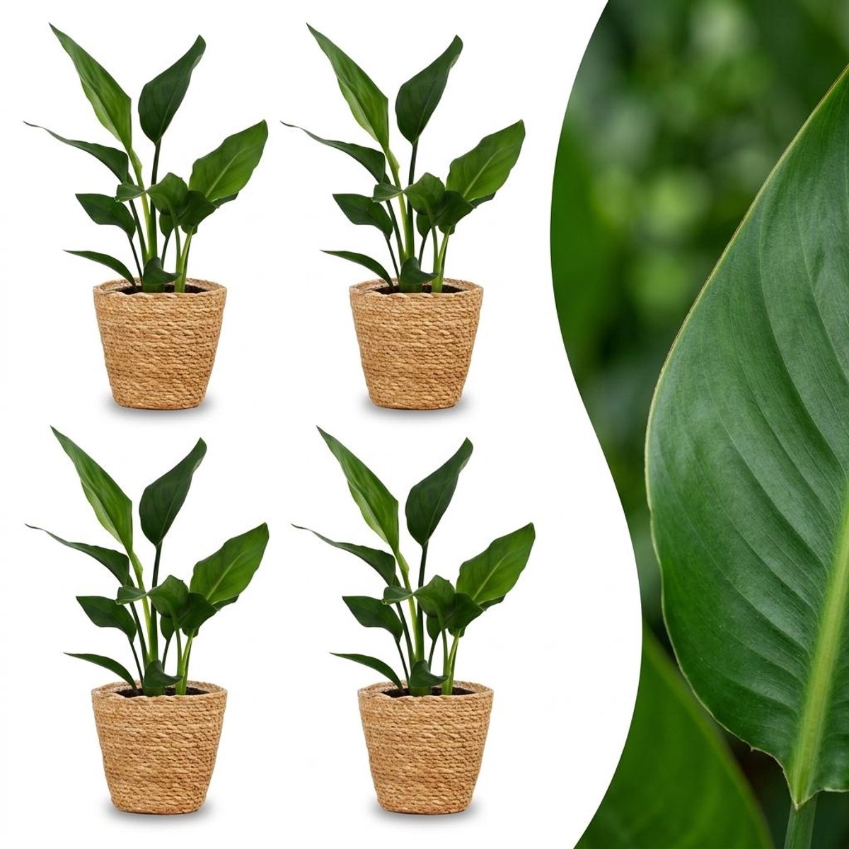 Green boutiQ - Strelitzia Reginea - Paradijsvogelbloem - 4 Planten - met Zeegras Mand - Pot 12cm - Hoogte 35cm