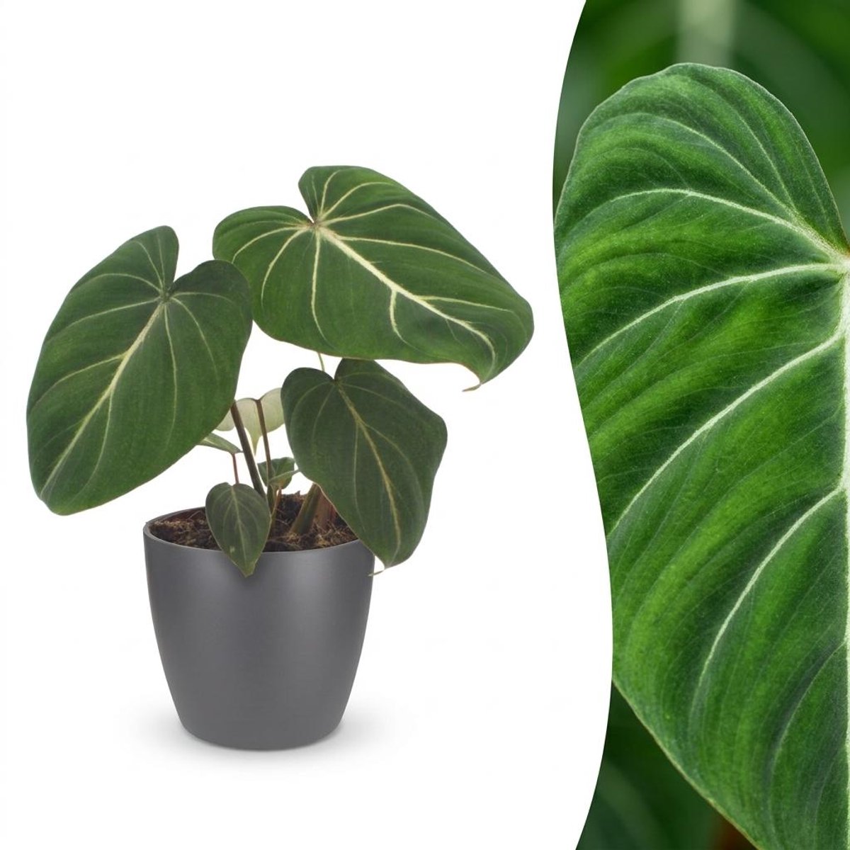 Green boutiQ - Philodendron Gloriosum - Glorie Philodendron - 1 Plant - met Potter Grijs - Pot 12cm - Hoogte - 25cm