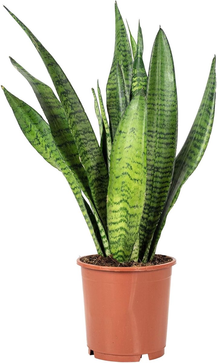 Chanvre art ficiel - Sansevieria zeylanica - Hauteur : environ 45 cm - Diamètre du pot : 14 cm - ShopVlot
