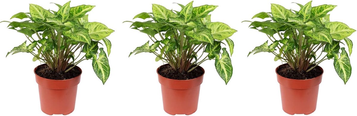 3-piece set purpurtute - height approx. 25 cm, pot Ø 12 cm - Syngonium Arrow - ShopVlot