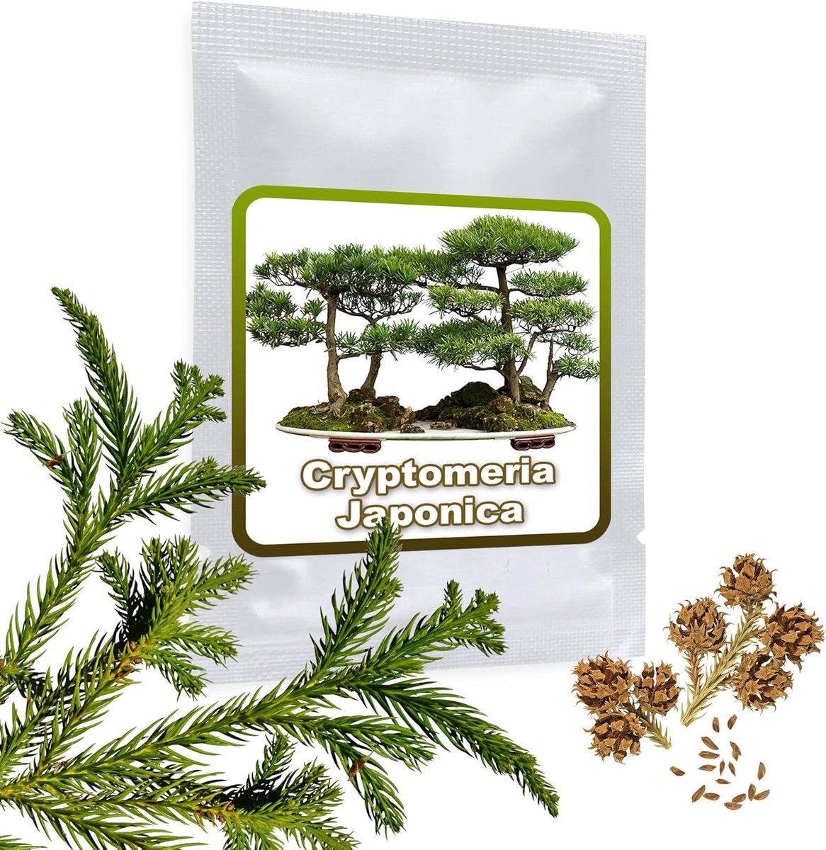 Magic of Nature: Japanese Cedar Seeds (25 Pcs) - Cryptomeria japonica - Ideal for bonsai - suitable for home and garden - ShopVlot