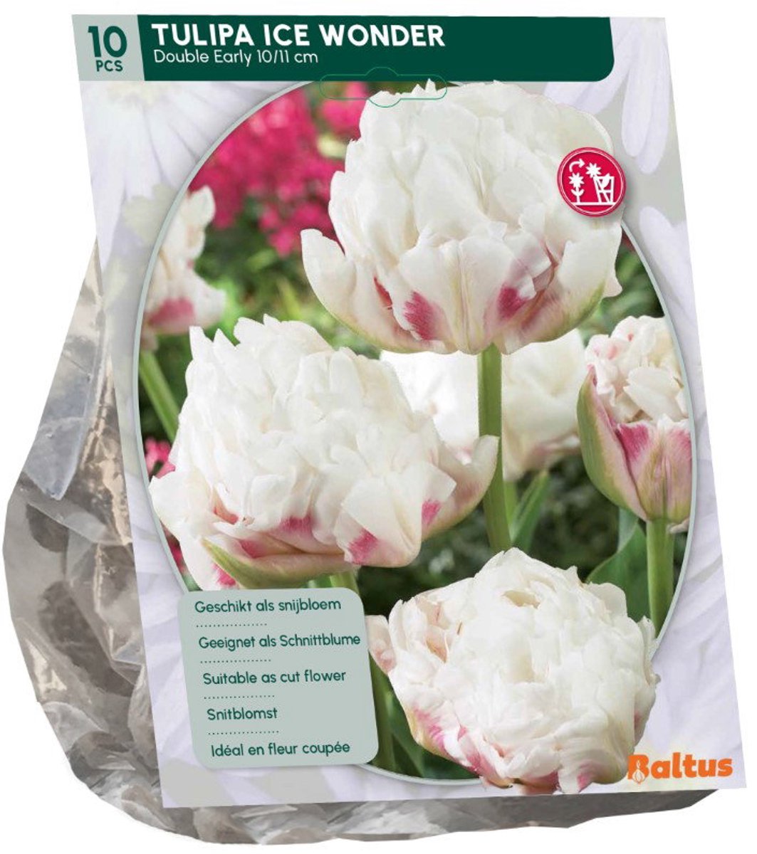 Tulipa Ice Wonder 10 stuks bloembollen Baltus
