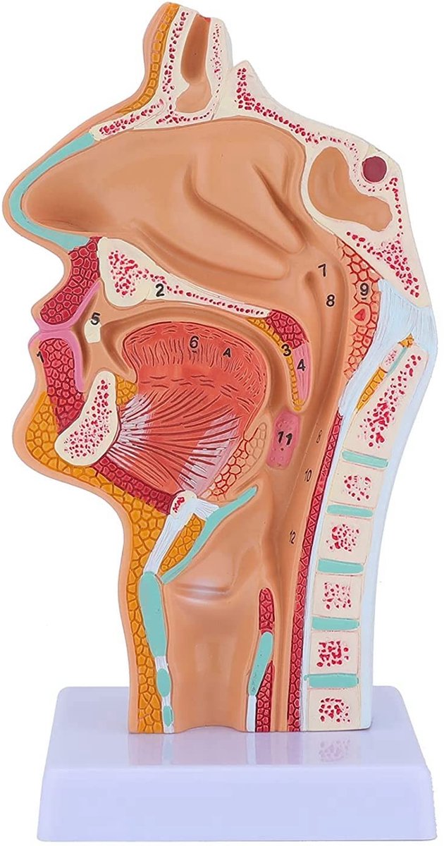 Anatomisch Model Neus- en Halsstructuur - Voor Studiedoeleinden