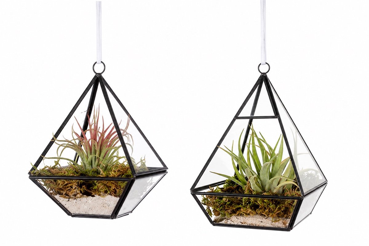 WinQ Plantenterrarium Set van 2 – Hangend Glazen Terrarium met Tillandsia - zwart