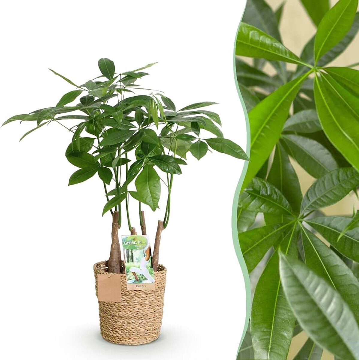Is... Pachira Aquatica multi stam - Geldboom - Weinig onderhoud - met mand - Groen - 50-55cm - Ø17cm - Kamerplant - Groenblijvend