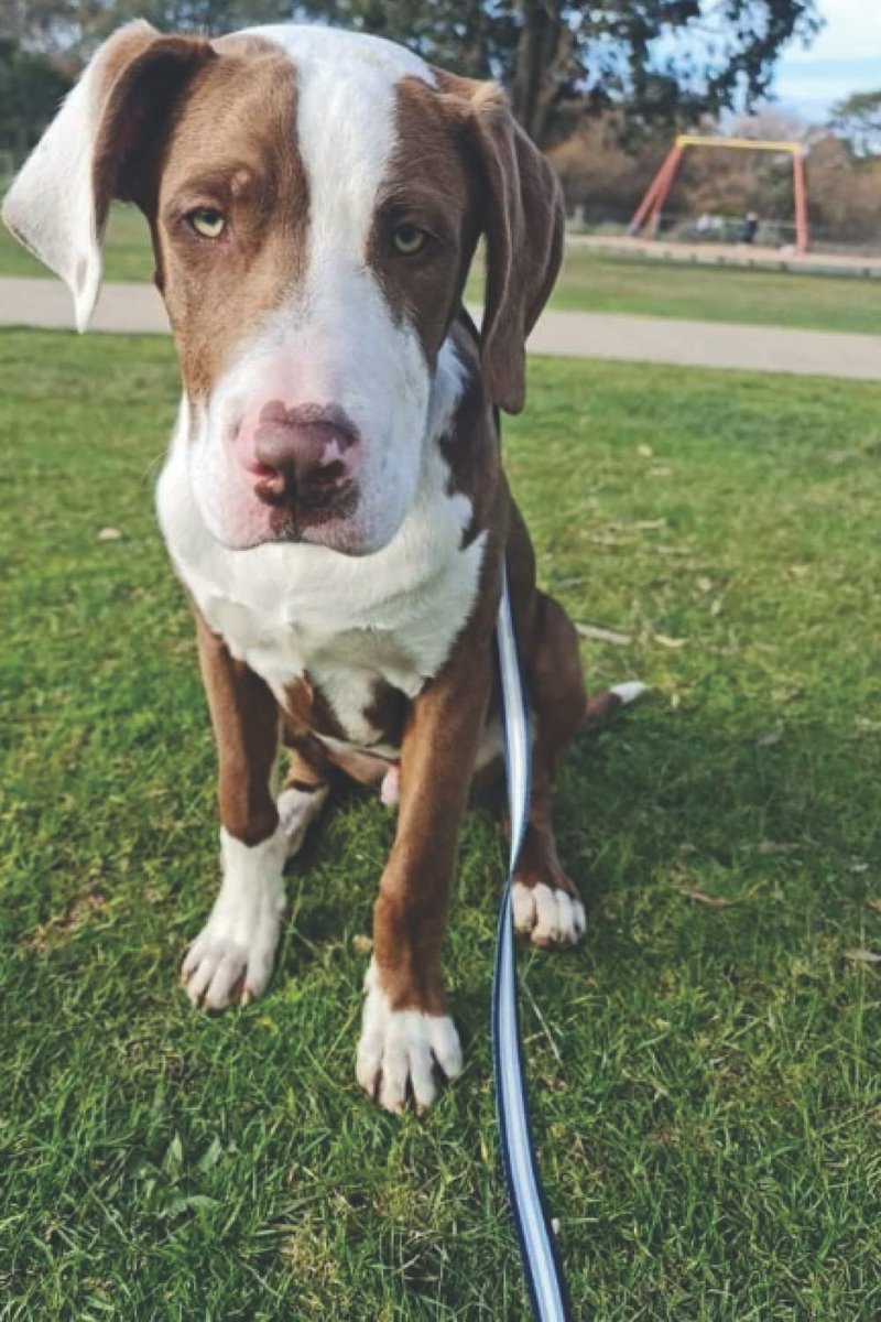 Book - Rolo puppy