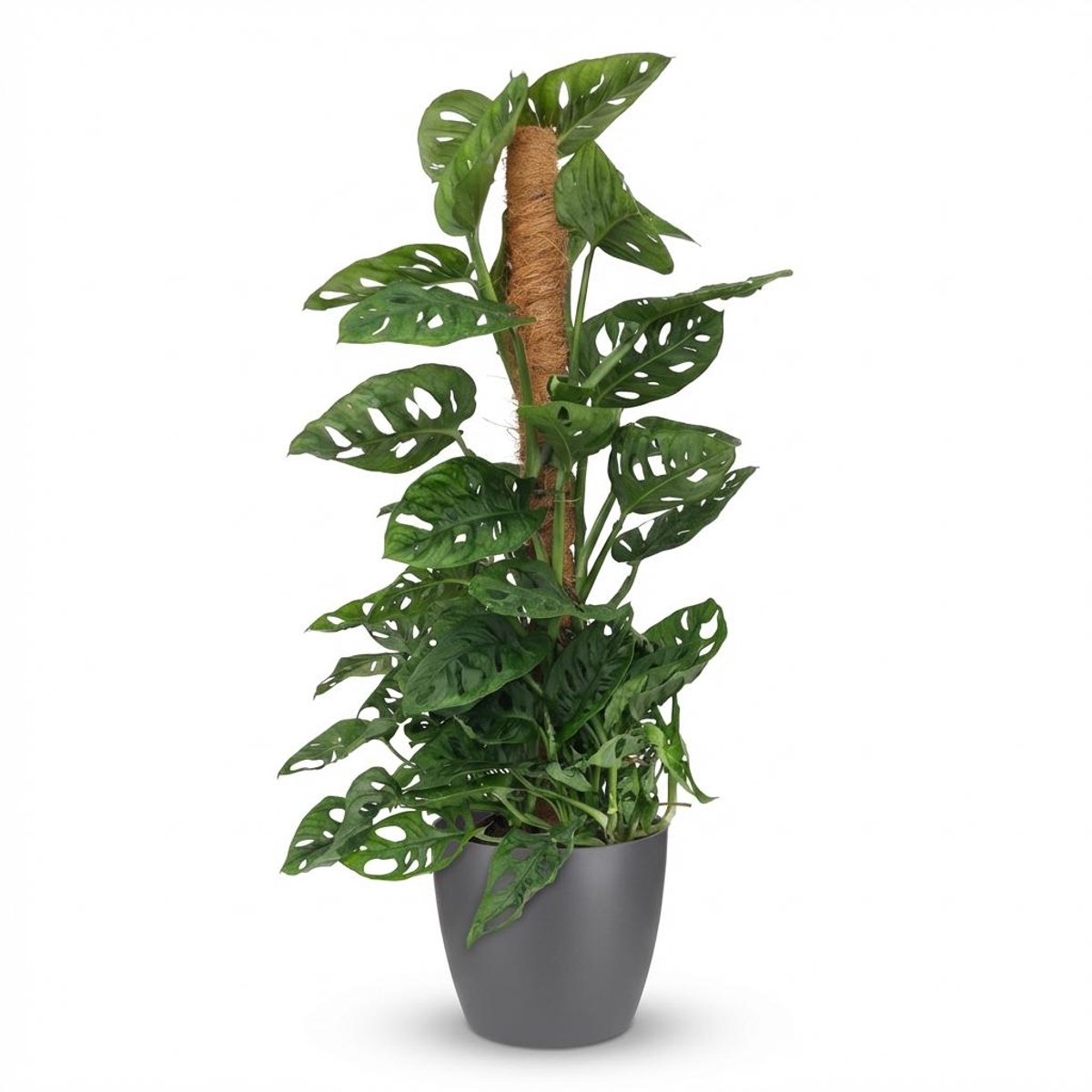 Plantenboetiek.nl | Monkey Mask - Monstera Andansonii Mosstok - Groen - Weinig onderhoud - met Potter Grijs - Ø19cm - 80-90cm hoog - Kamerplant - Groenblijvend