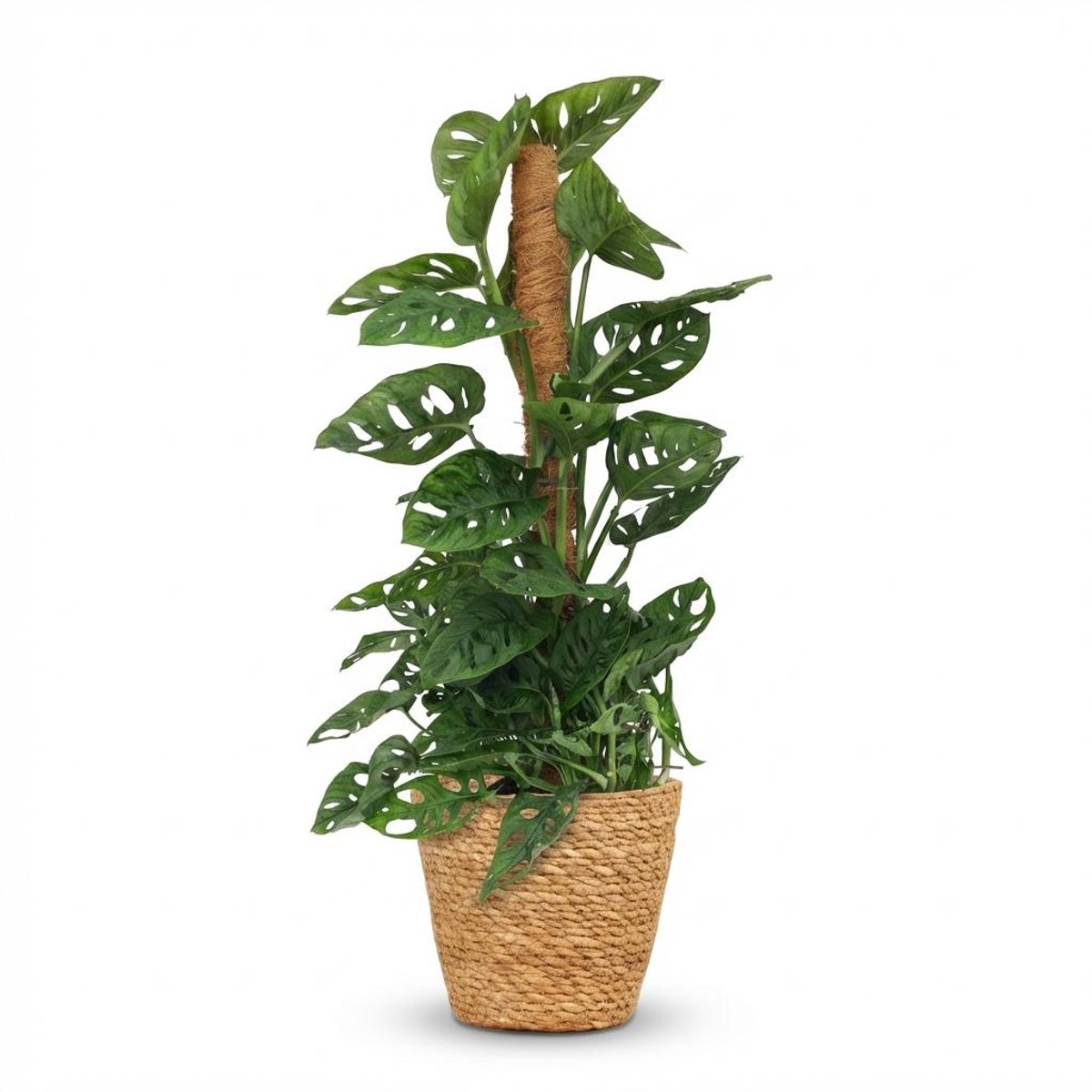 Plantenboetiek.nl | Monkey Mask - Monstera Andansonii Mosstok - Groen - Weinig onderhoud - met Mand - Ø19cm - 80-90cm hoog - Kamerplant - Groenblijvend