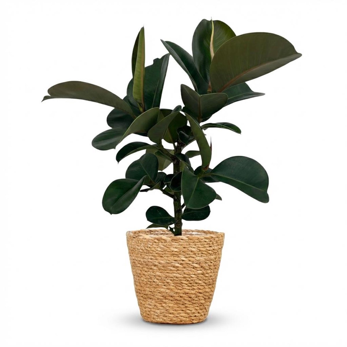 Plantenboetiek.nl | Rubberplant - Ficus Elastica Cloe - Groen - Weinig onderhoud - met Mand - Ø19cm - 55-65cm hoog - Kamerplant - Groenblijvend