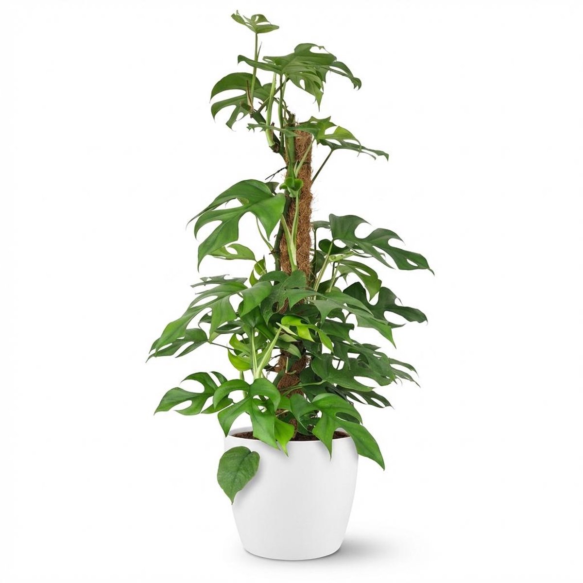 Plantenboetiek.nl | Mini Gatenplant - Monstera Minima Mosstok - Groen - Weinig onderhoud - met Potter Wit - Ø19cm - 80-90cm hoog - Kamerplant - Groenblijvend