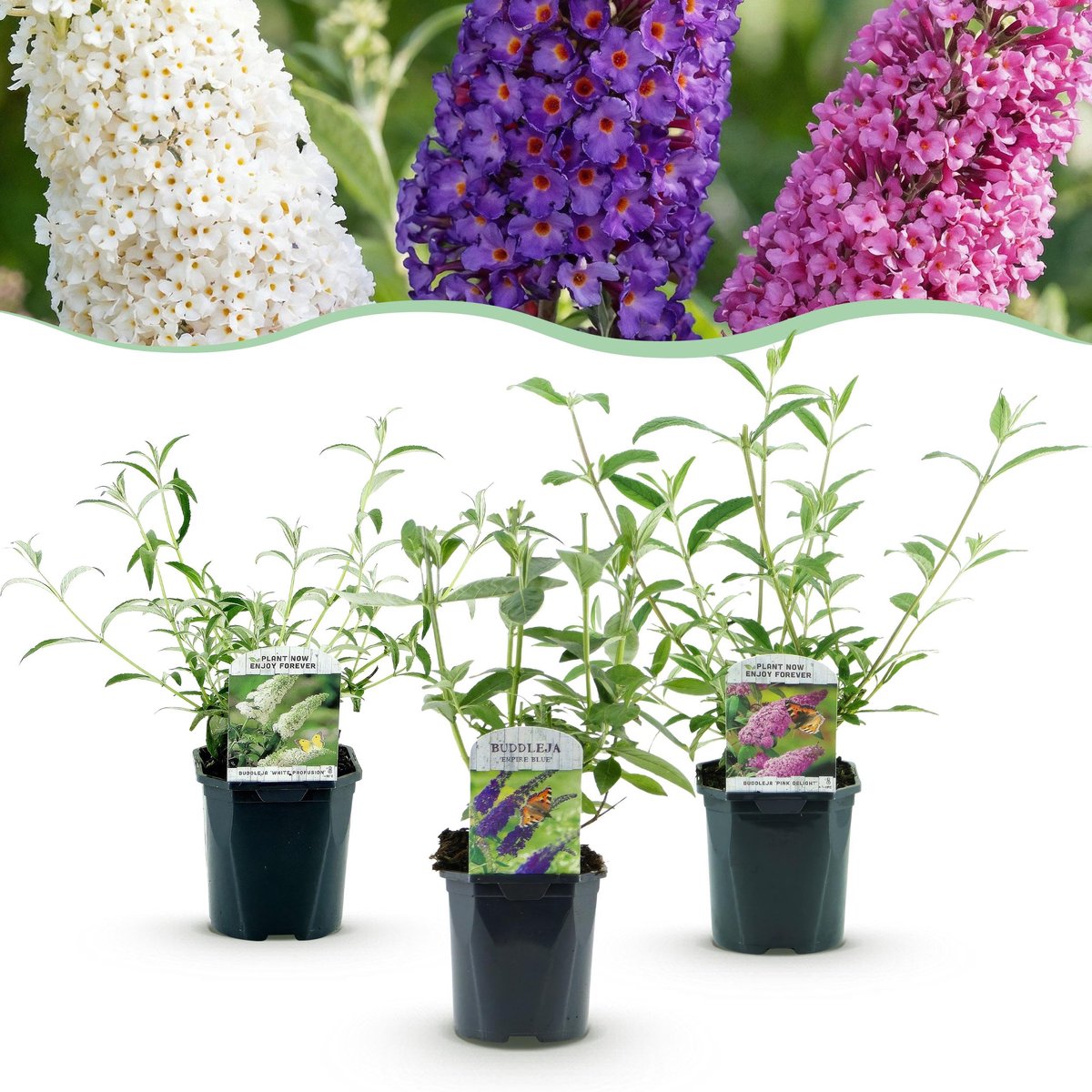 Plantenboetiek.nl | Buddleja davidii Tricolour - Vlinderstruik - Winterhard - Blauw - Roze - Wit - 3 Planten - Ø17cm - 35-45cm hoog - Tuinplant
