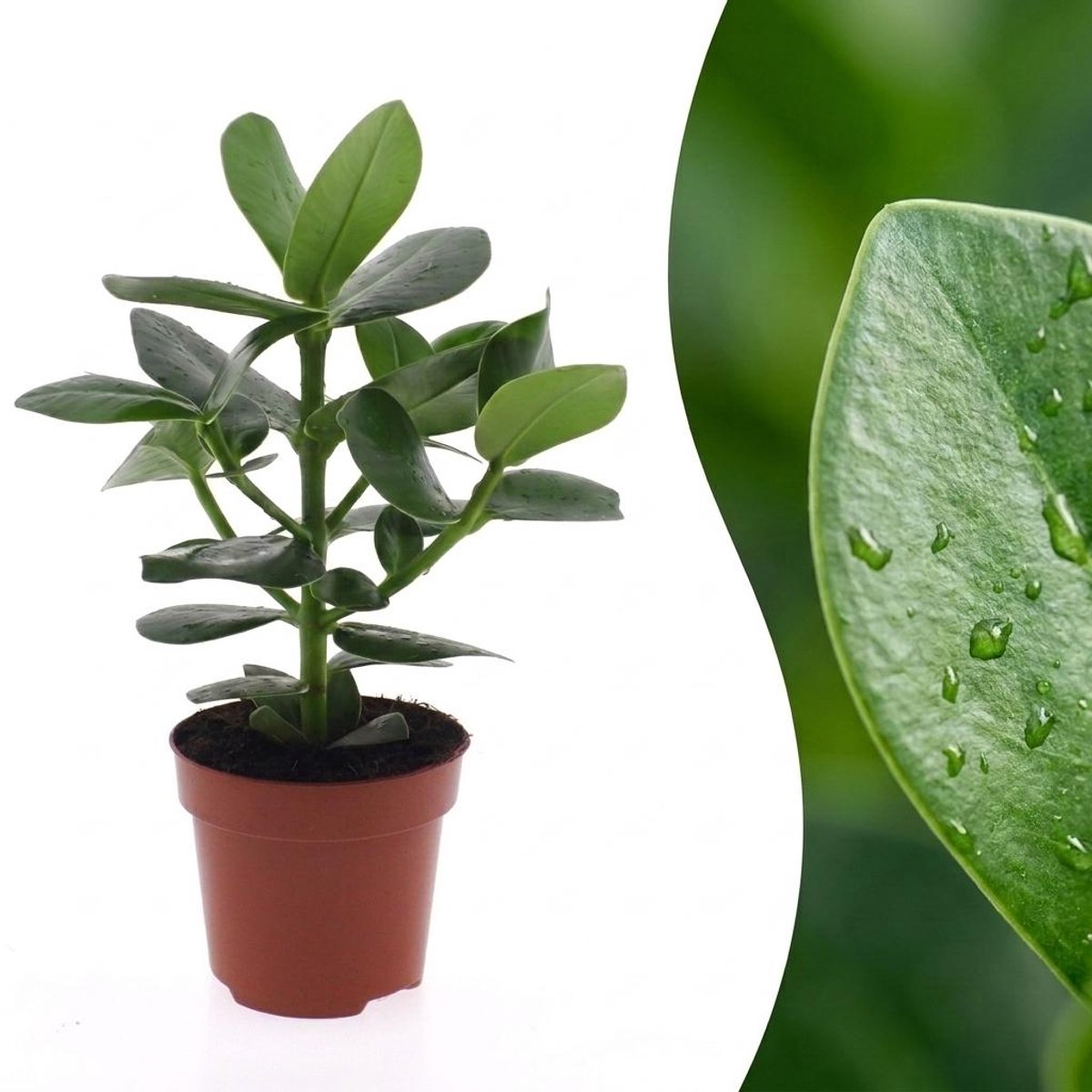 Plantenboetiek.nl | Clusia Princess - Clusia - Ø12cm - 30-40cm hoog
