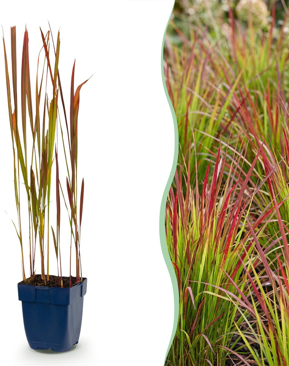 Plantenboetiek.nl | Imperata cylindrica Red Baron - Japans bloedgras - Rode uitlopers - Rood - 12 Planten - Ø11cm - 15-25cm hoog - Tuinplant