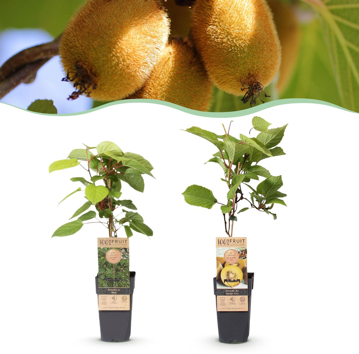 Plantenboetiek.nl | Actinidia Weiki & Golden Kiwi - Kiwiplant - 1 Mannelijke - 1 Vrouwelijke - Planten - Geel - Ø15cm - 40-50cm hoog - Tuinplant - Groente & Fruit