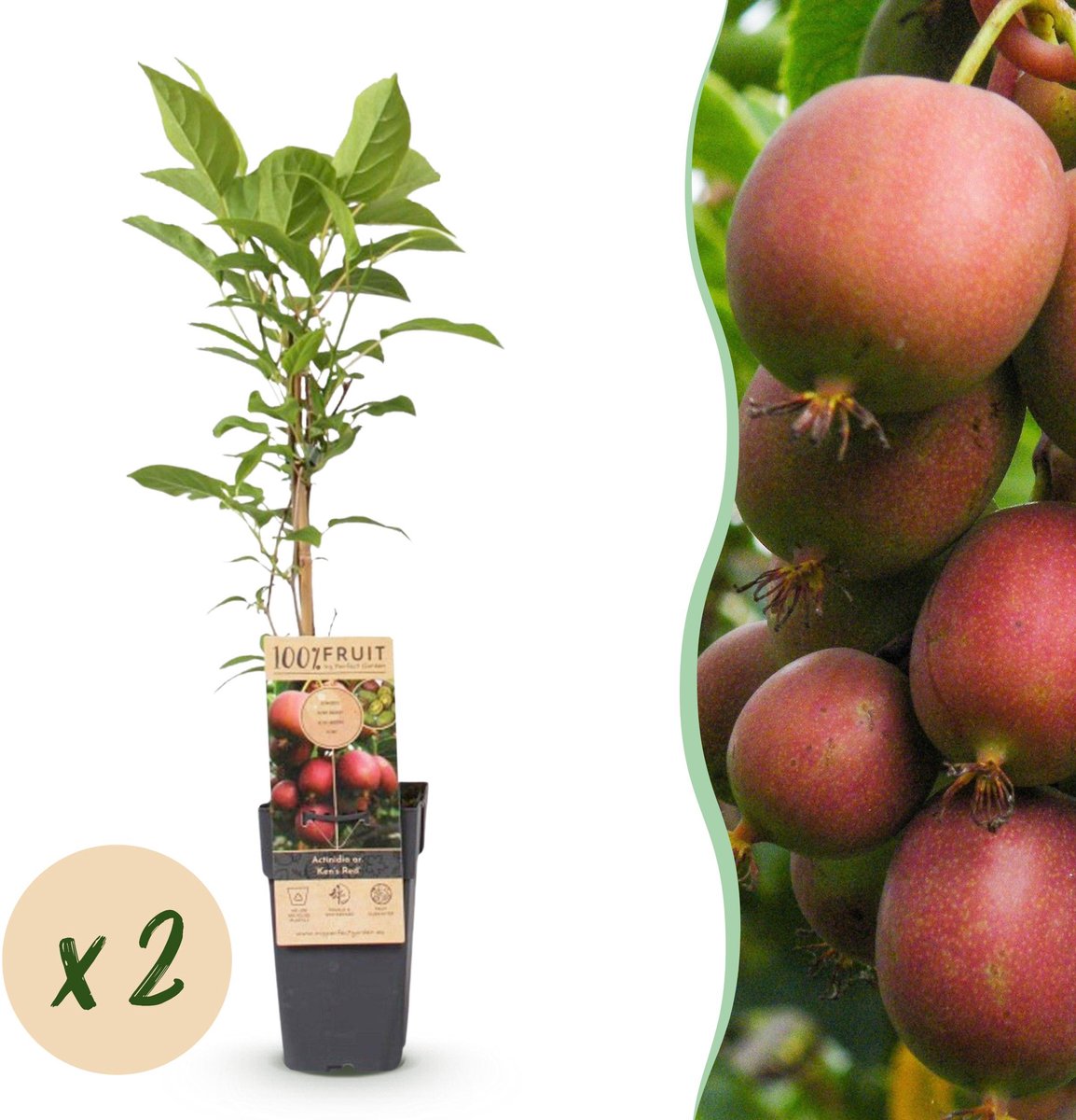 Plantenboetiek.nl | Actinidia deliciosa Ken,s Red - Kiwiplant - Vrouwelijk - Rode Vrucht - 2 Planten - Ø15cm - 40-50cm hoog - Tuinplant