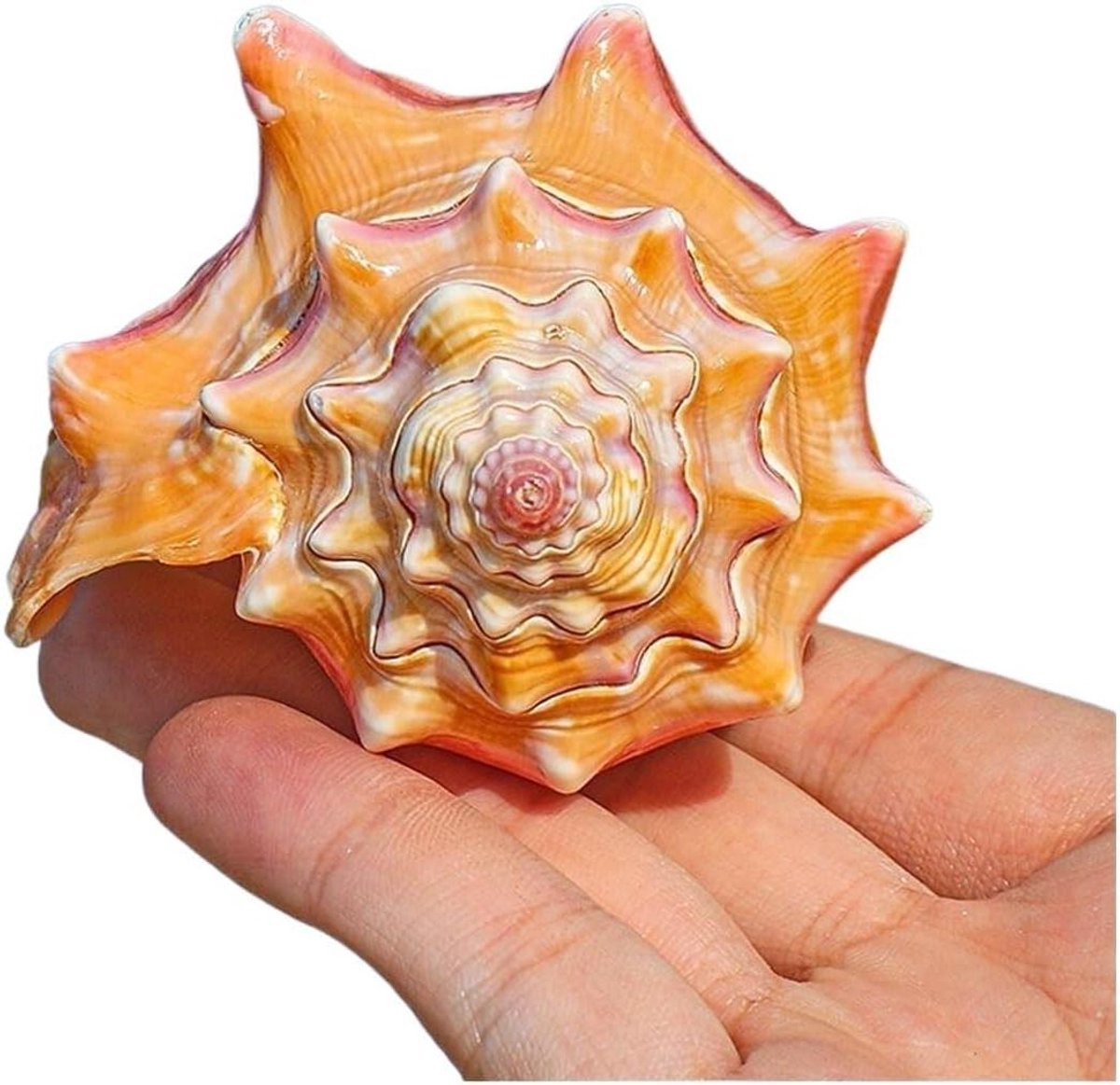 Natuurlijke Zeeschelpen - Grote Schelpen Wulk - Decoratie Huis - Unieke Vormen - 8-11cm - Roze