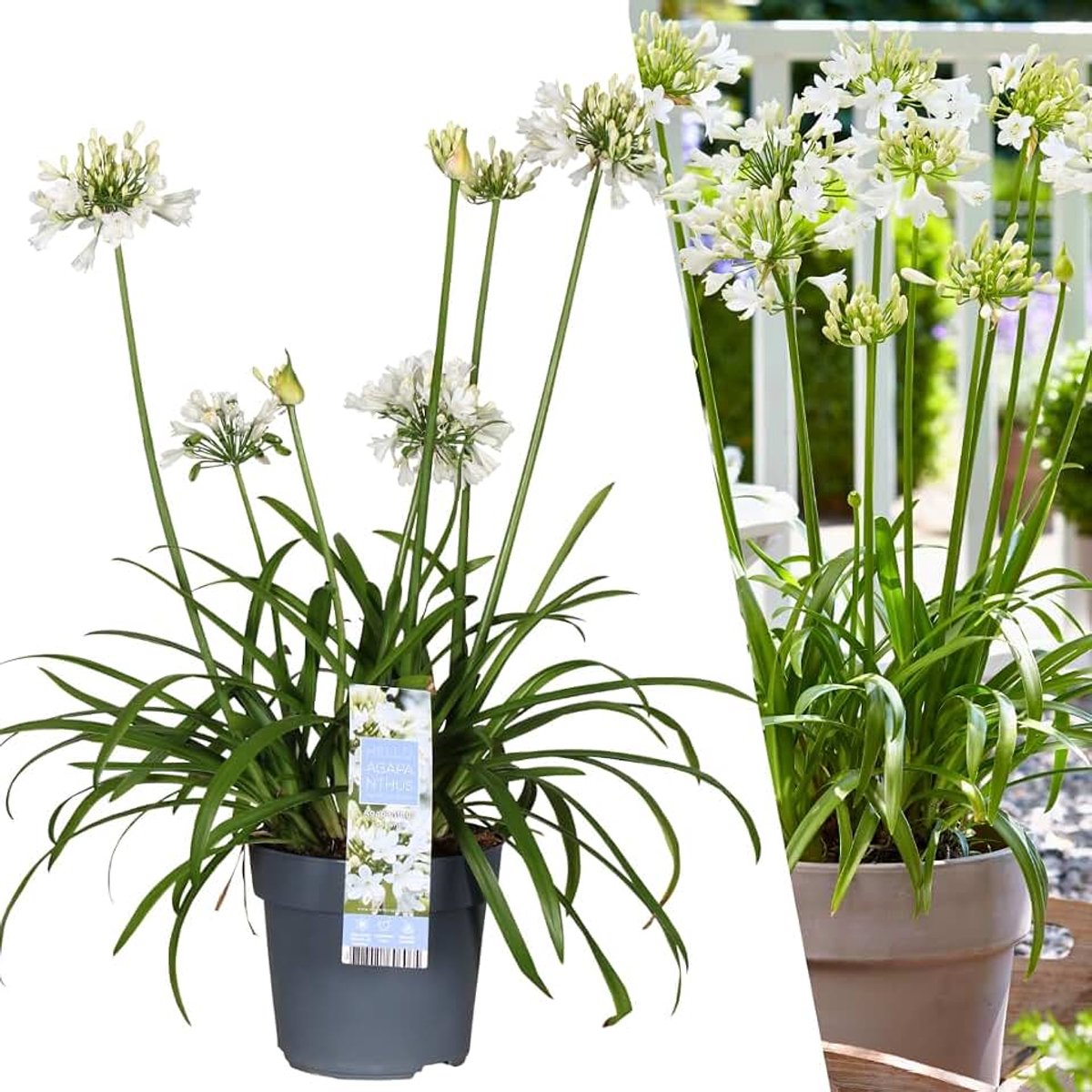 By Frank | 1 Agapanthus Plant | Agapanthus Ever White | Afrikaanse Lelie | Vaste Plant | Winterhard En Meerjarig | Witte Bloemen | Tuinplant