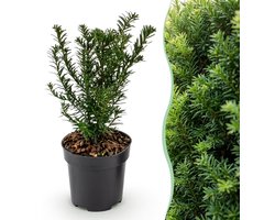 Green boutiQ - 16x Taxus baccata - Venijnboom - Haagplanten - Groenblijvend - Groen - Pot 9cm - Hoogte 20-30cm