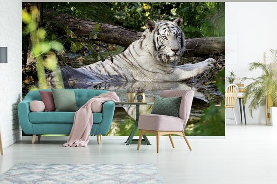 Papier peint photo peint photo vinyle - Tigre Witte dans l'eau largeur 450 cm x hauteur 300 cm - Tirage photo sur papier peint (disponible en 7 tailles)
