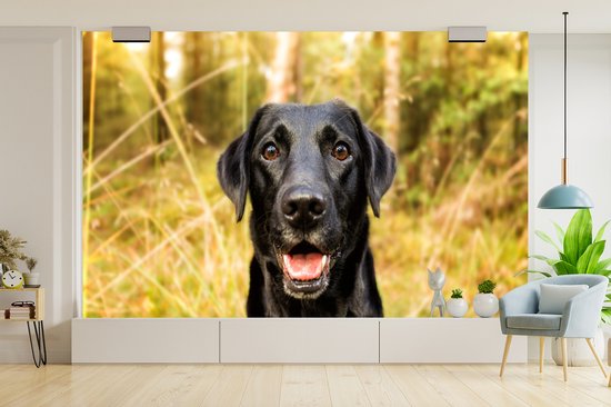 Papier peint - Papiers Papier peint photo - Happy Black Dog - Largeur 345 cm x Hauteur 220 cm