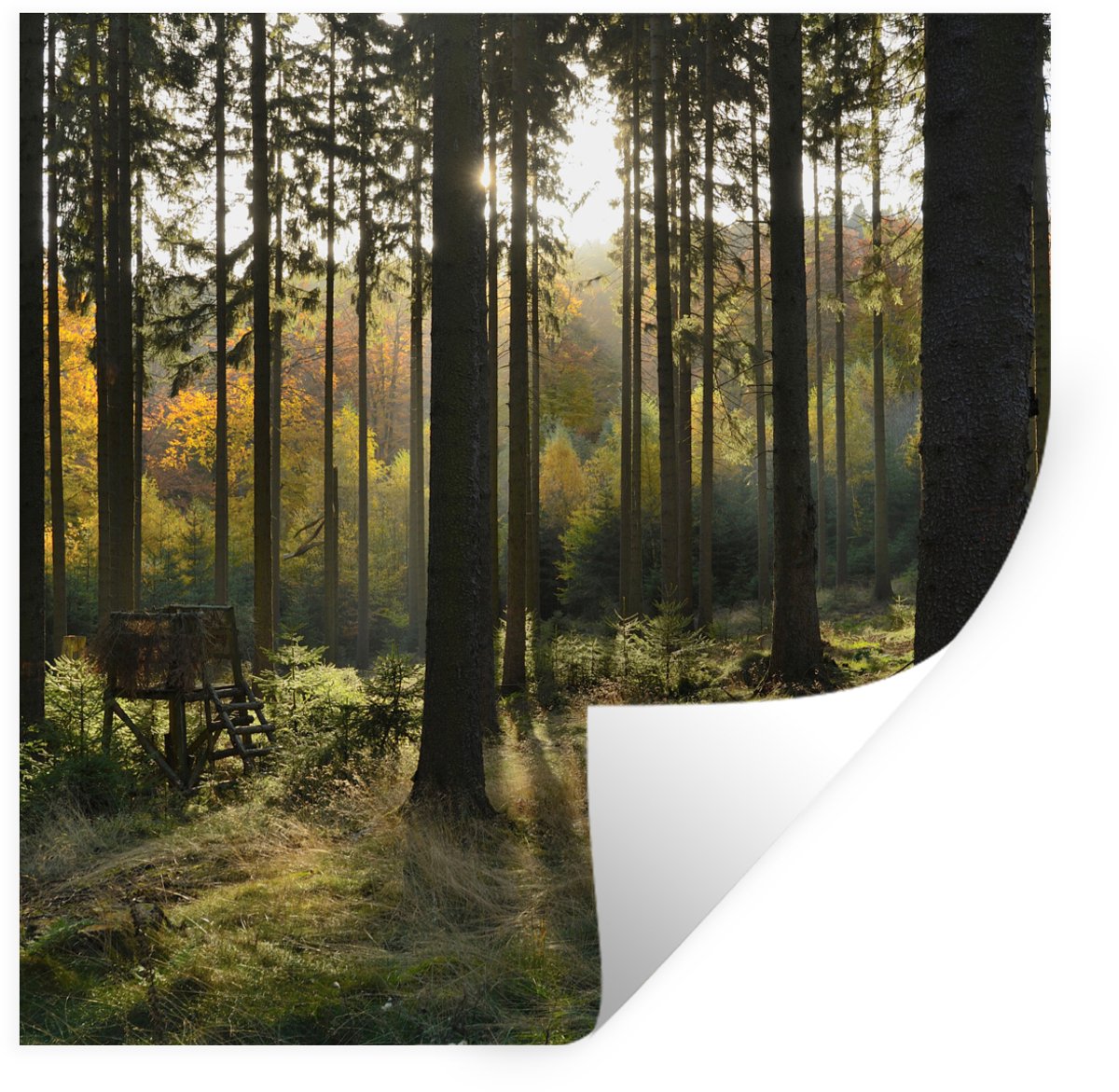 Muurstickers - Sticker Folie - Bos - Zomer - Zon - 100x100 cm - Plakfolie - Muurstickers K