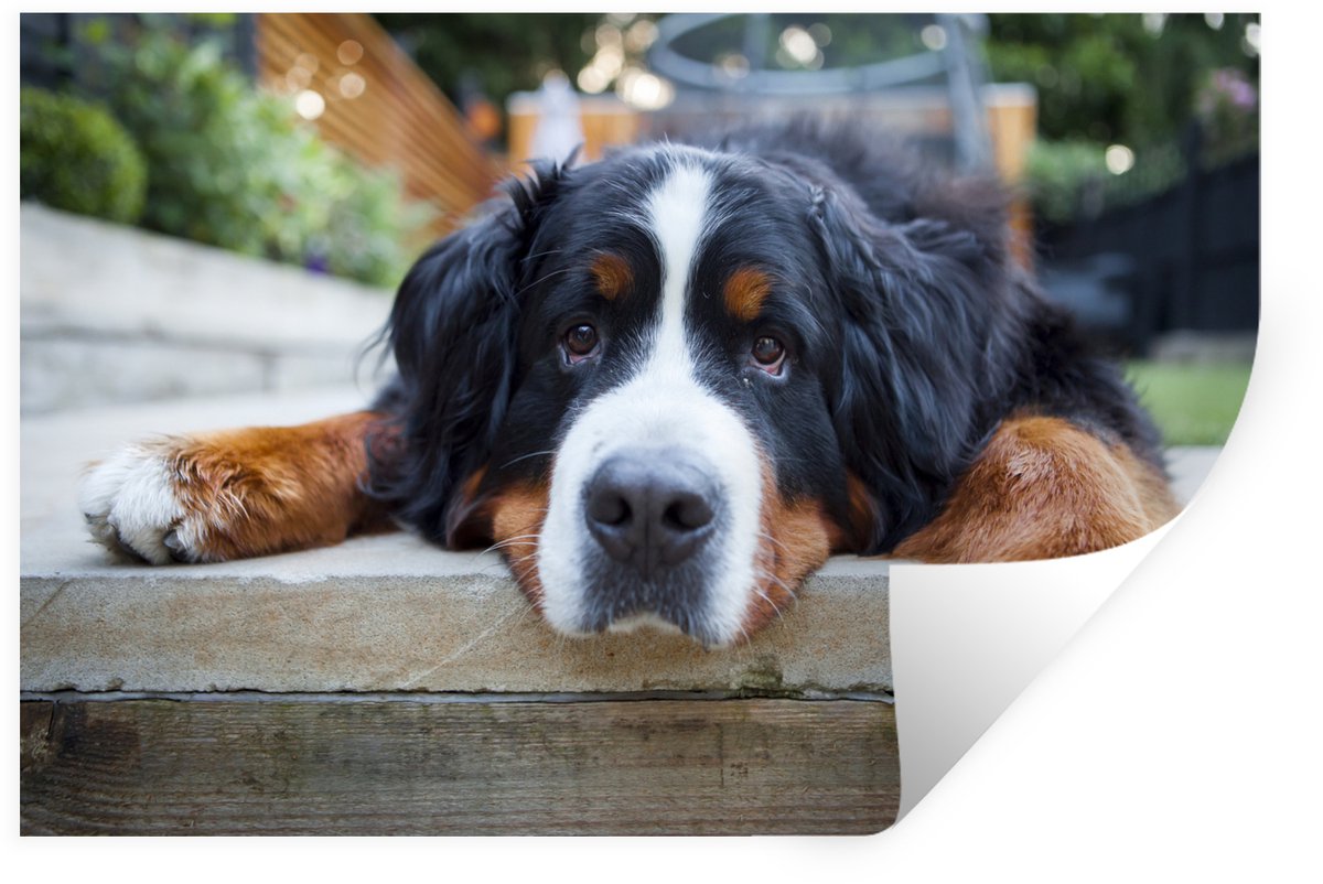 Muurstickers - Sticker Folie - Schaduwrijke Bernese Sennenhond - 90x60 cm - Plakfolie - Mu