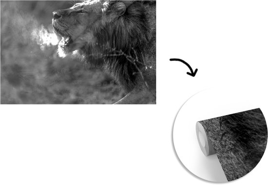 Papier peint Papier peint photo en vinyle - Lion rugissant largeur 390 cm x hauteur 260 cm - Tirage photo sur papier peint (disponible en 7 tailles)