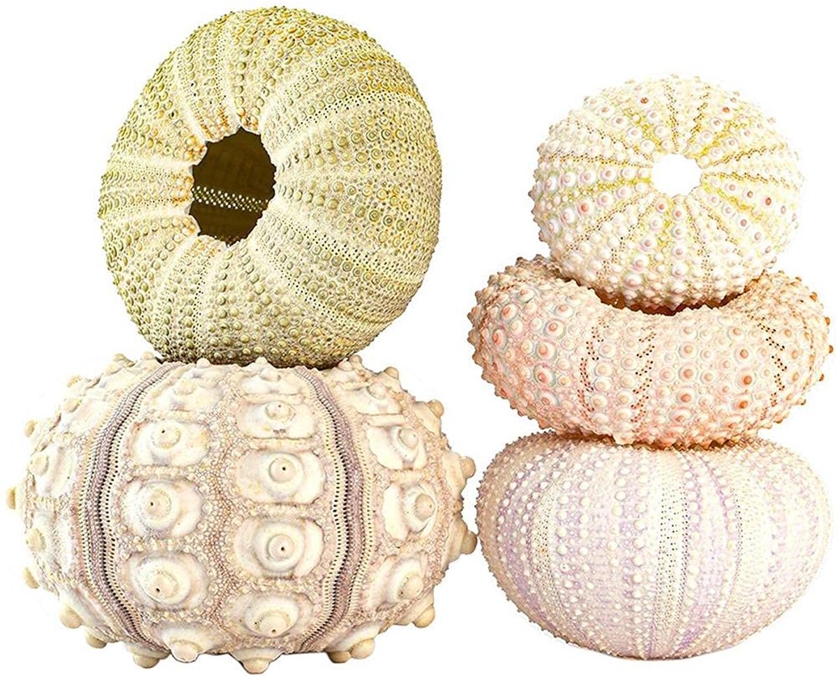 5 stuks luchtplantenhouders, decoratieve zee-egelbehuizing, hanglamp, bloempot, luchtplanten, plantenpotten, natuurlijk zee-egelbakmateriaal, voor binnen en buiten, balkon, tuin, wanddecoratie