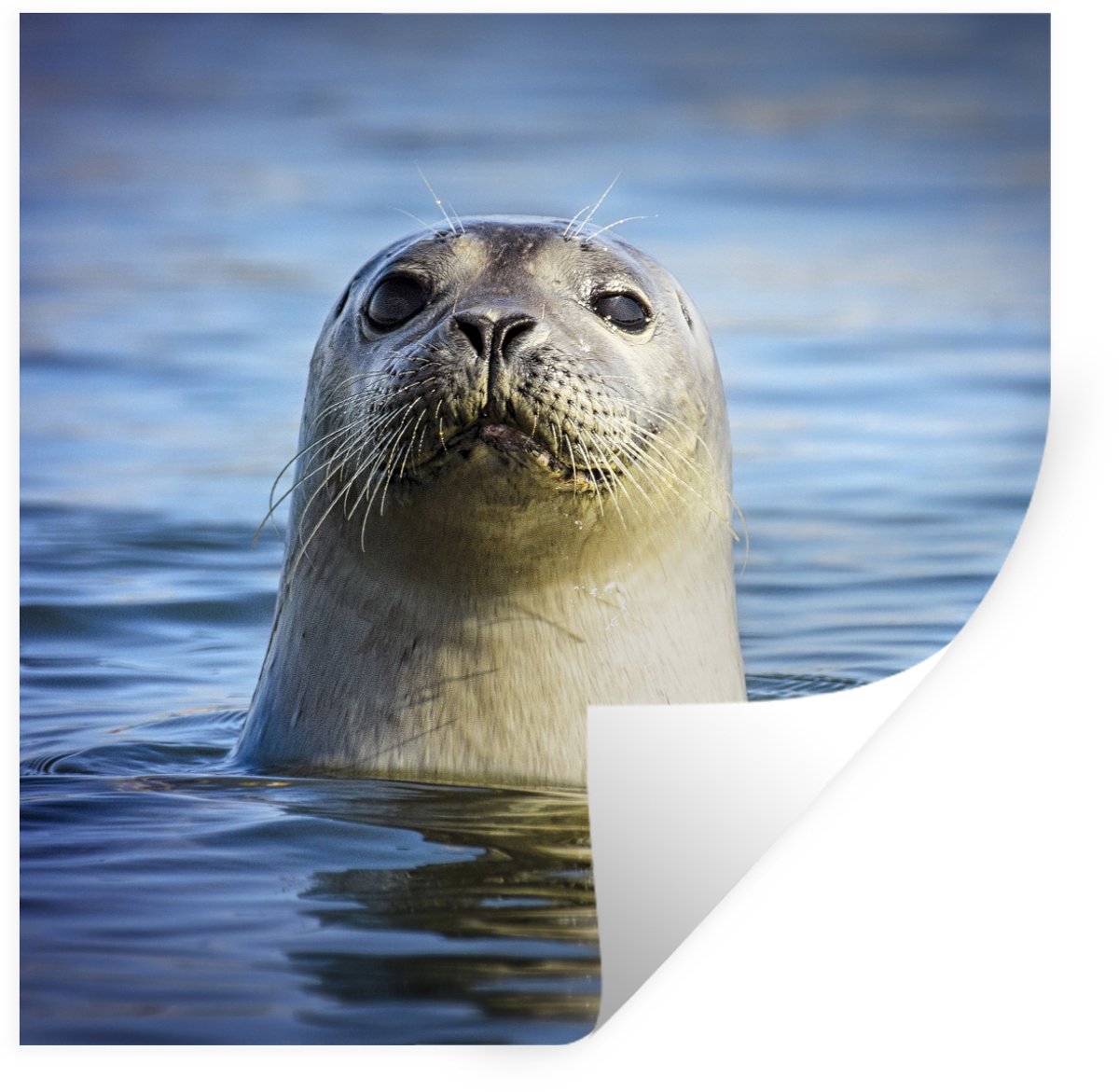 Muurstickers - Sticker Folie - Zeehond - Portret - Water - 50x50 cm - Plakfolie - Muurstic