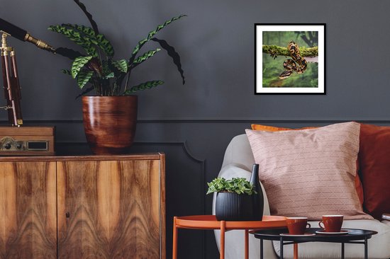 Cadre photo avec affiche - Serpent - Branche - Forêt tropicale - 40x40 cm - Cadre pour affiche