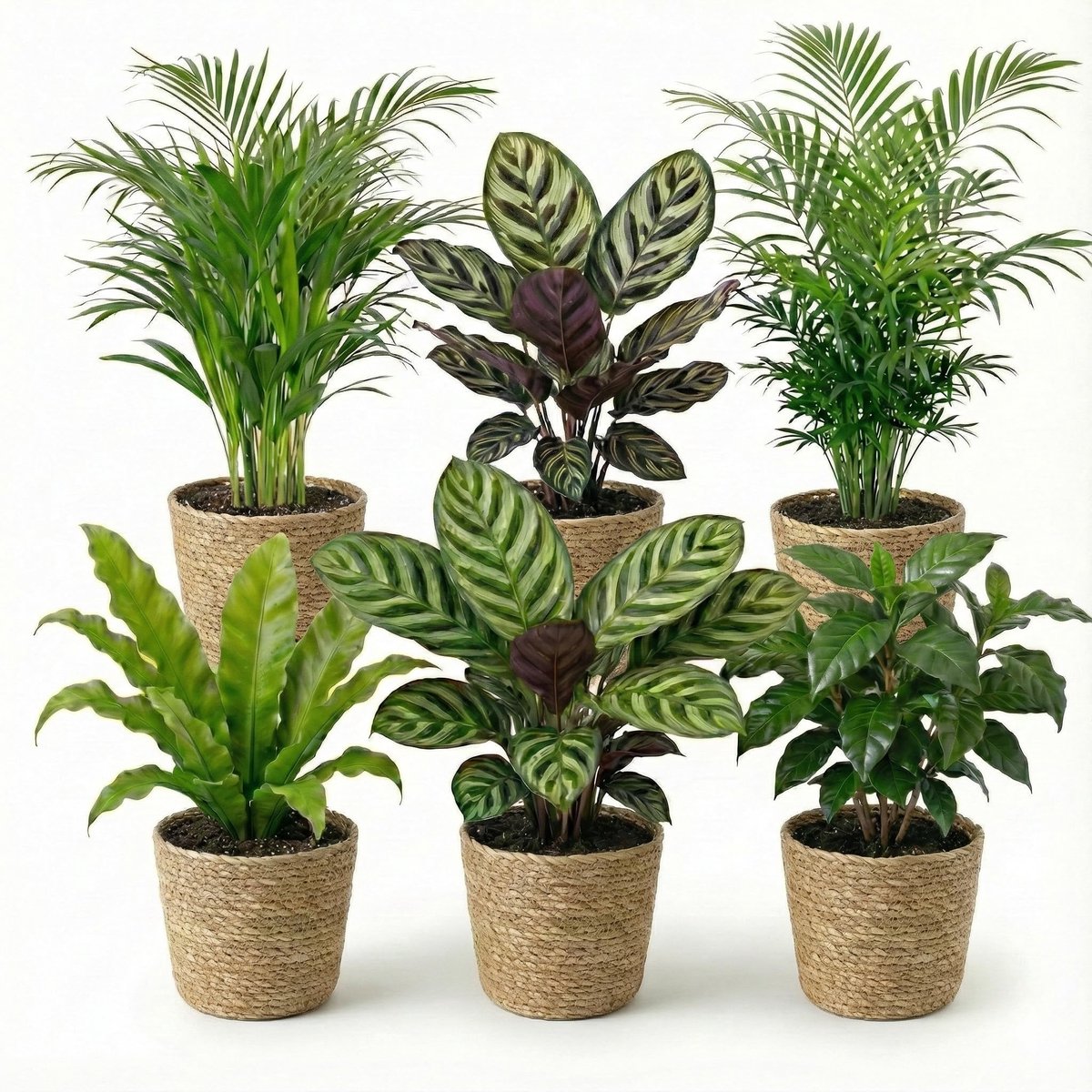 set 6 stuks met zeegras mand - Luchtzuiverende planten onderhoudsvriendelijk - Voor thuis & kantoor - Huisdiervriendelijk - Ø12 cm, ca. 30-40 cm hoog