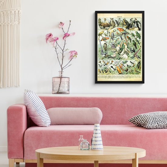 Affiche avec cadre Animaux - Vogels - Design - 40x60 cm