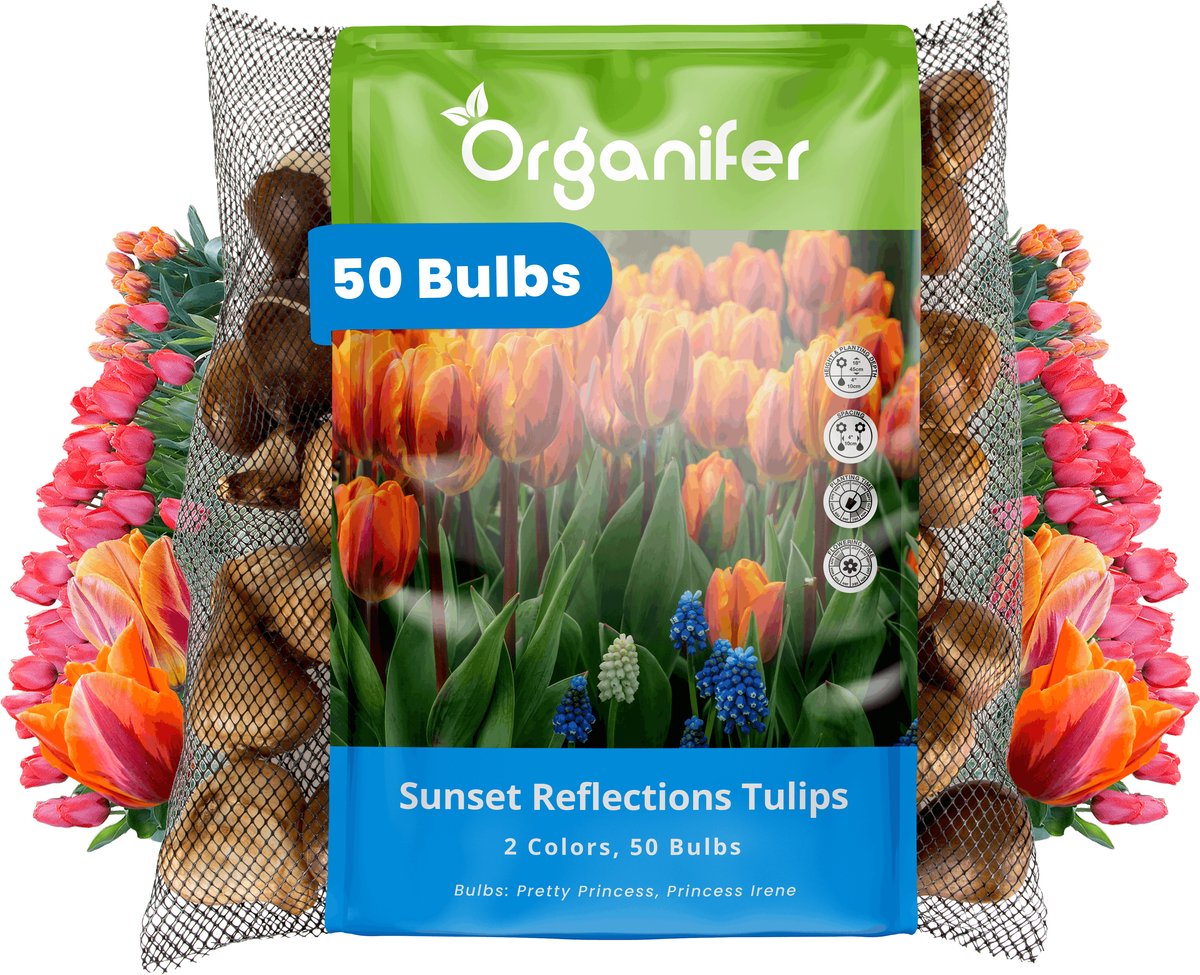 Tulpenbollen - 50 Bloembollen - Sunset Reflection - Princess Mix Oranje Roze Koraal - Organifer
