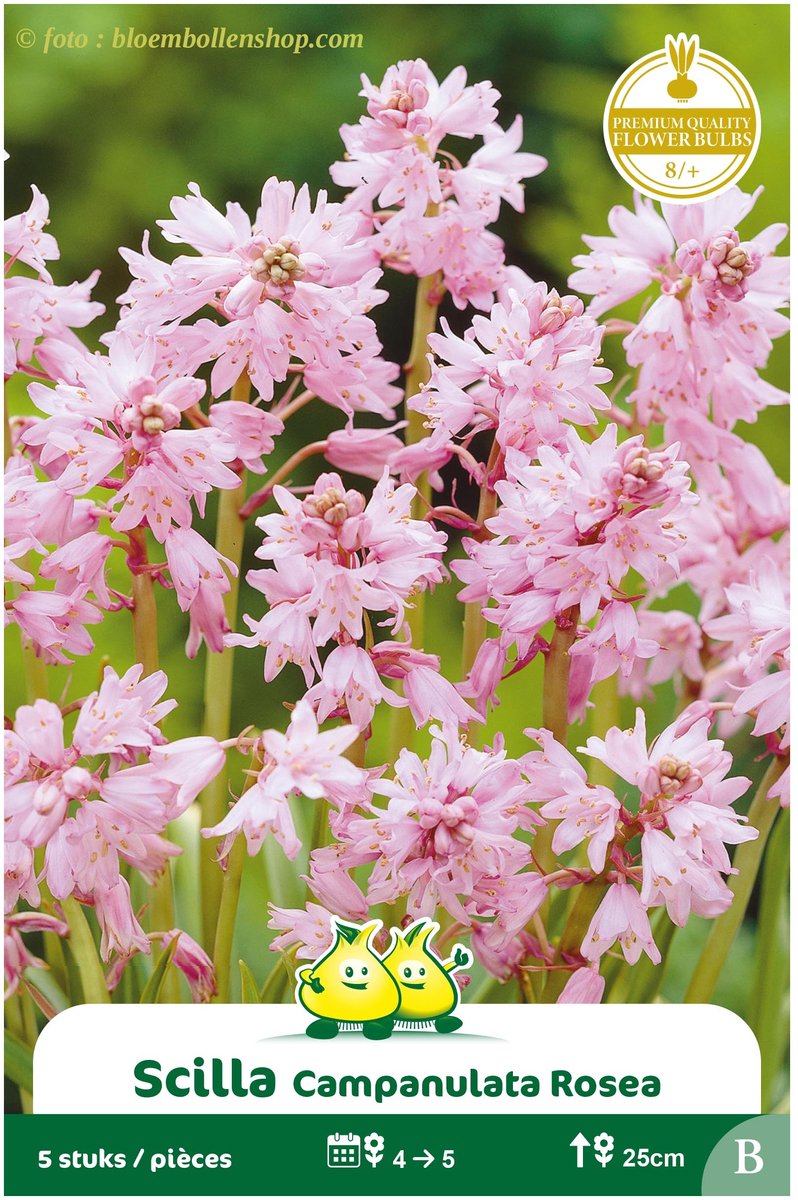 4 Zakjes Scilla Campulata Roze maat 8/+