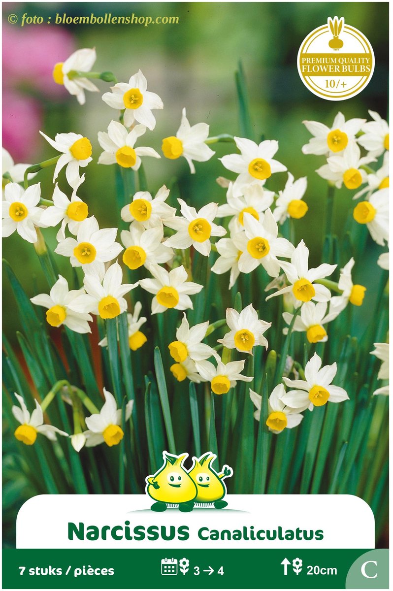3 Zakjes Botanische Narcis Canaliculatus maat 10/+