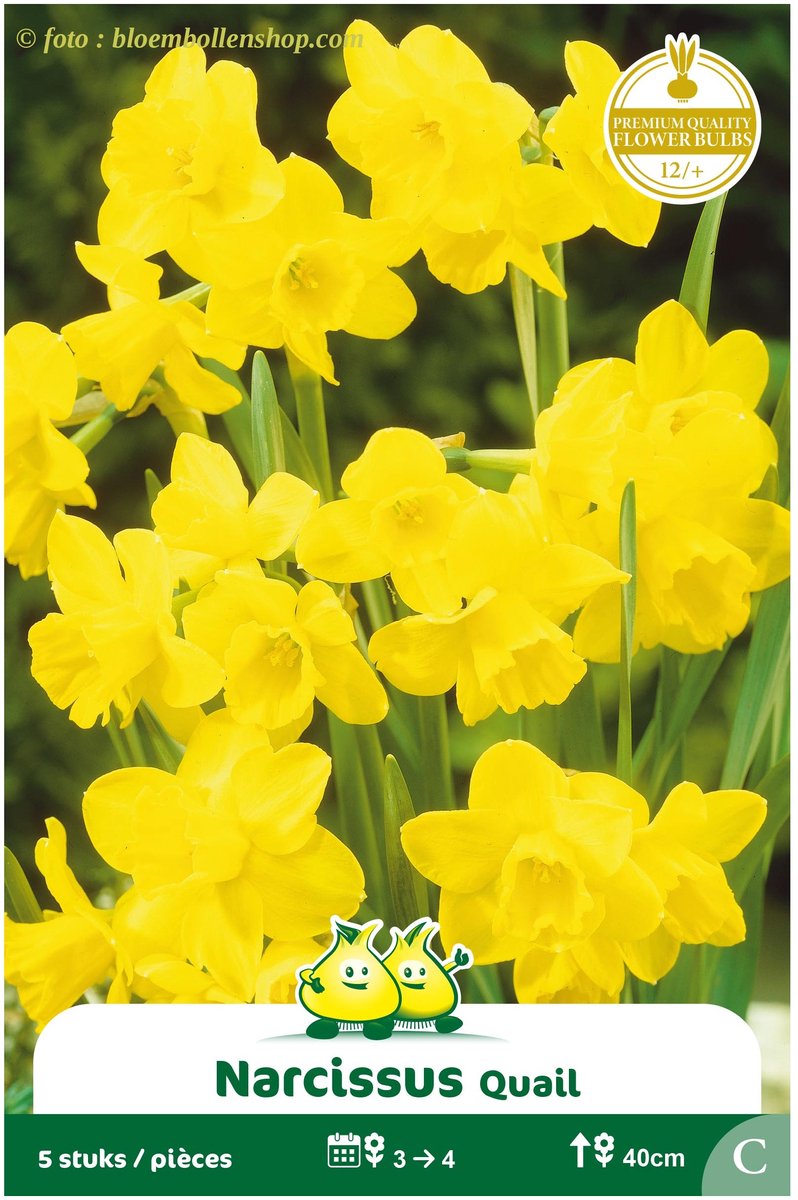 3 Zakjes Botanische Narcis Quail maat 12/+
