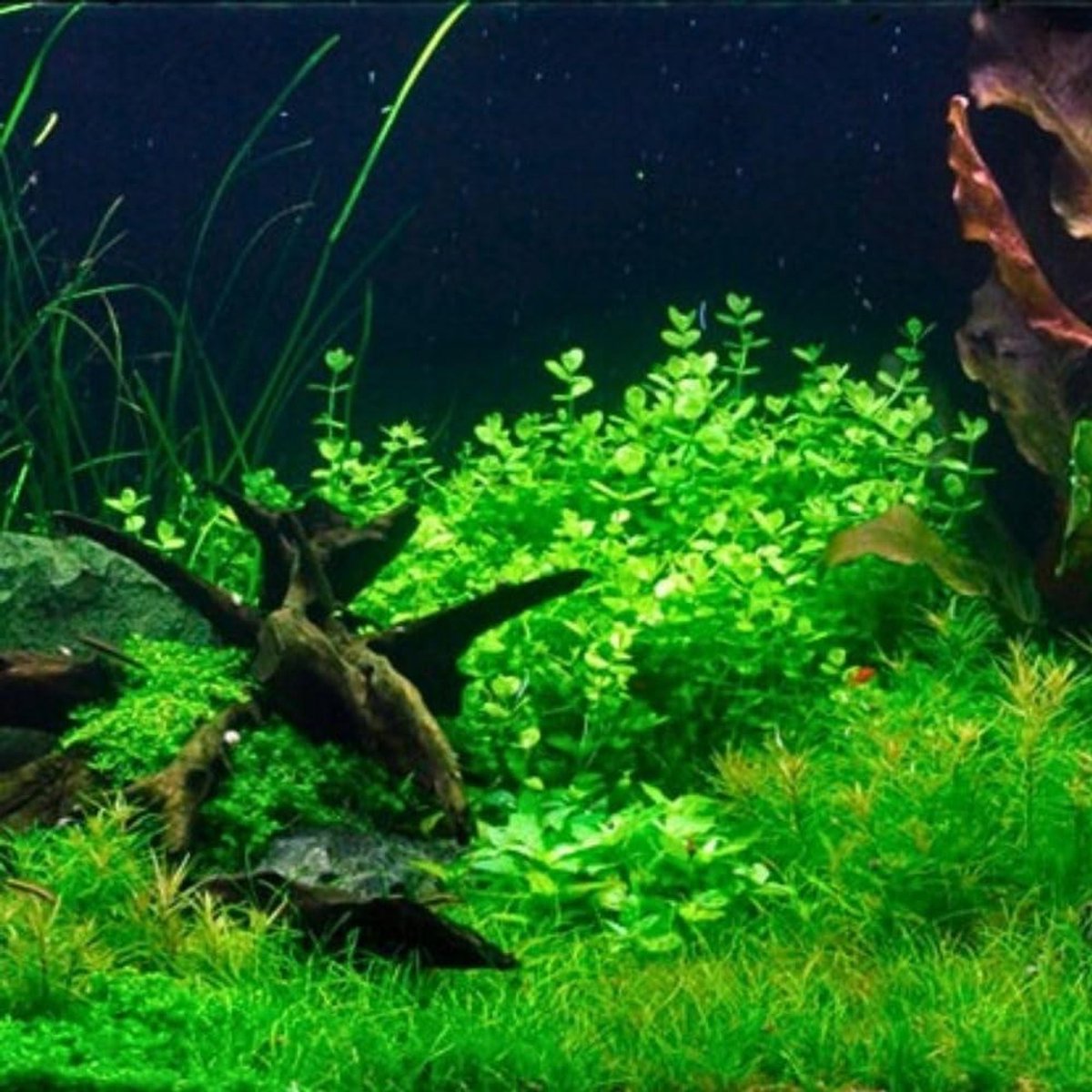 Aquariumplant Lindernia - Middengrond plant - Aquascaping decoratie - Volledig geworteld - 15-30 cm - Groen