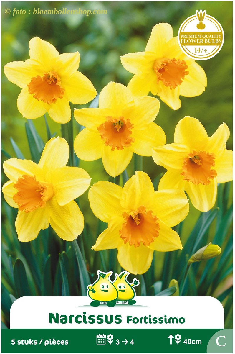 3 Zakjes Narcis Trompet Fortissimo maat 14/+