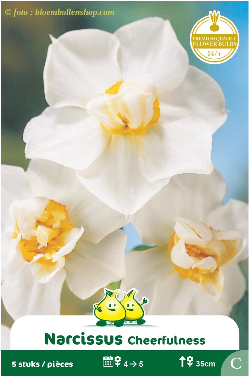 3 Zakjes Narcis Meerbloemig Cheerfulness maat 14/+