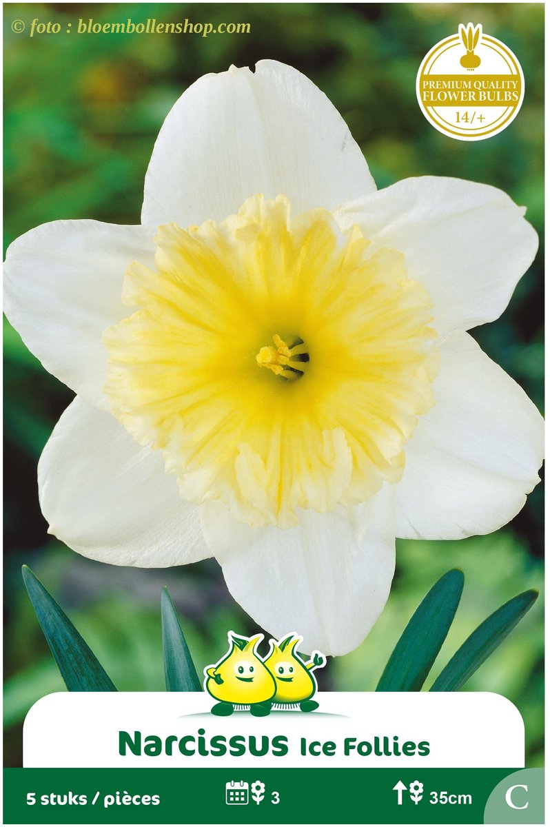 3 Zakjes Narcis Trompet Ice Follies maat 14/+