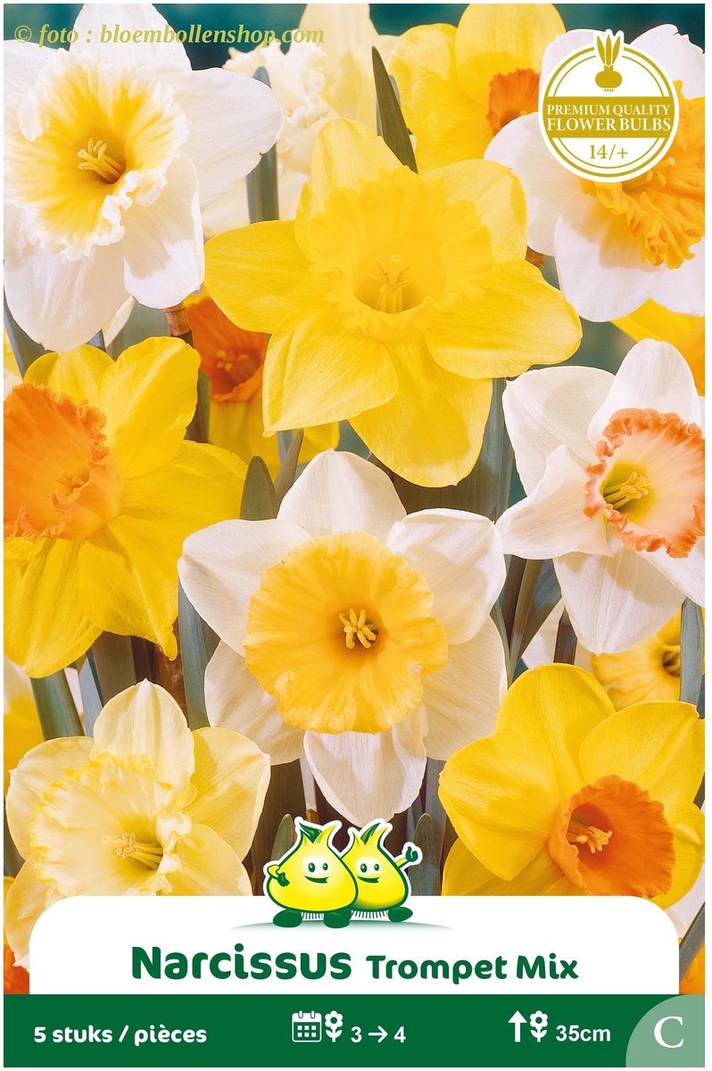 3 zakjes Narcis Trompet Gemengd maat 14/+