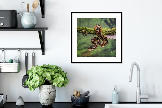 Cadre photo avec affiche - Serpent - Branche - Forêt tropicale - 40x40 cm - Cadre pour affiche