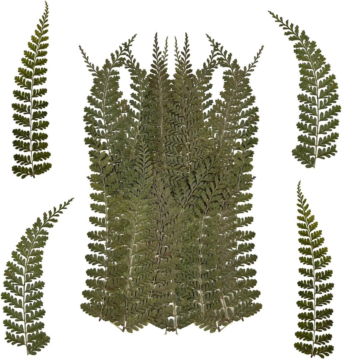 Gedroogde Varens Bladeren - Geperste Planten Natuurlijk - DIY Knutselprojecten - Natuurlijke Variaties - 48 stuks 7x9 cm - Groen